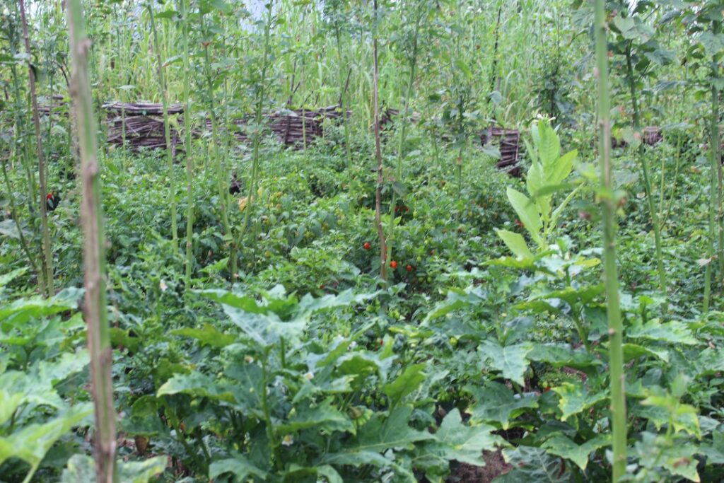 A beautiful vegetable plantation
